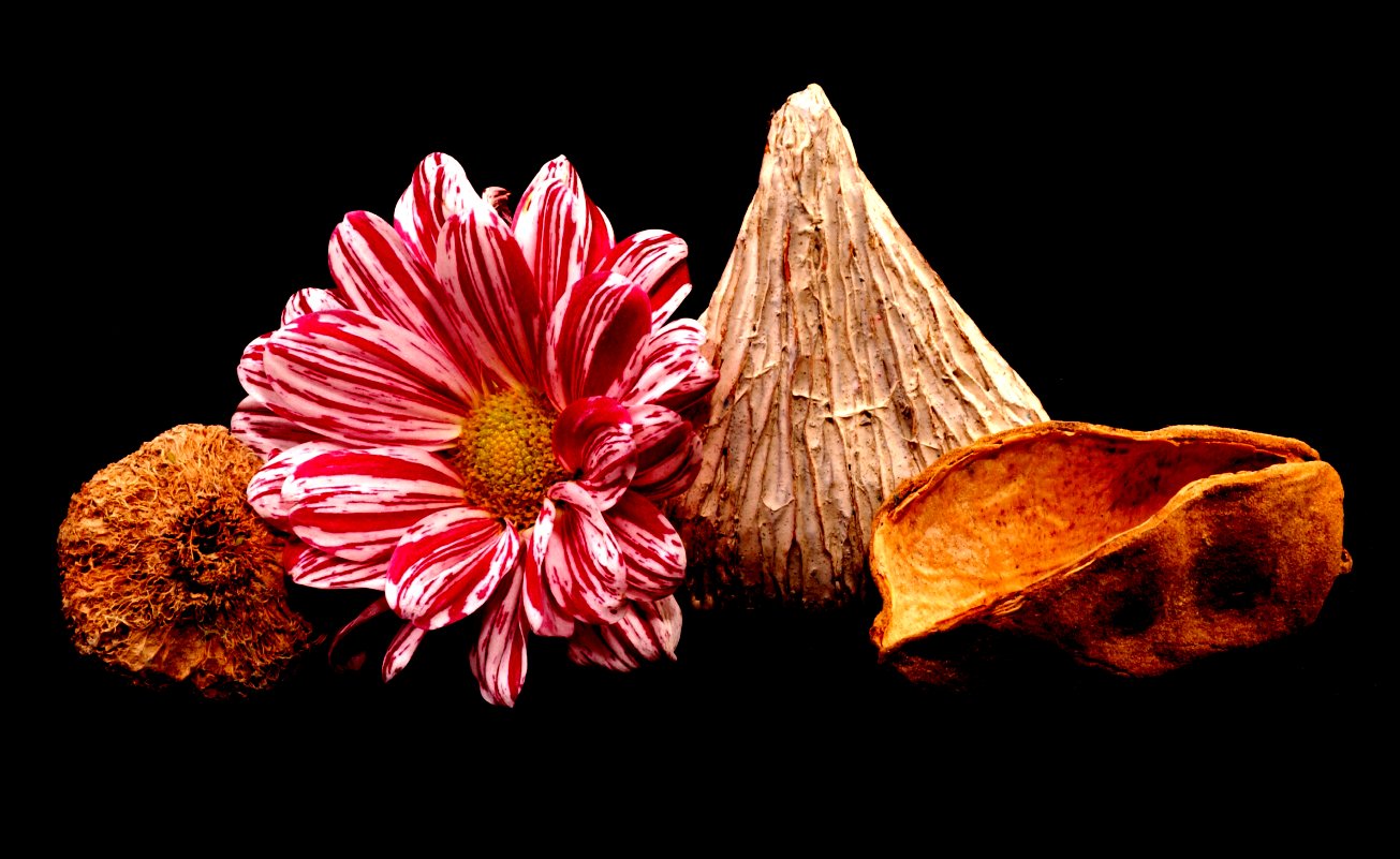 Flower2 jpg
